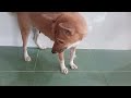 YOU LAUGH YOU LOSE😹Best Funny Animals Video 2024😻🐶parrt 5