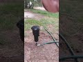 Mt irritrol impact sprinkler in action pt1