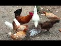 Coba-coba Menetaskan Telur Ayam | Telur Ayam Kampung Elba Petelur #ayamhias #ayamkampung #anakayam