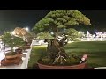 Pameran Bonsai Gianyar-Bali