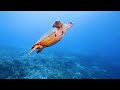 3 HOURS of 4K Underwater Wonders + Relaxing Music - Coral Reefs & Colorful Sea Life in UHD