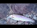 A Day of Oregon Angling: Rainbow Trout Fishing on the McKenzie River