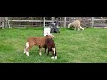 Adorable Lambs gentle head-butting