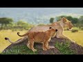 Discover the diverse and majestic wildlife 8K ULTRA HD