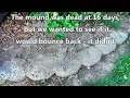 Diatomaceous Earth vs Huge Mound of Fire Ants | Useful Knowledge