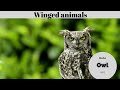 Vocabulario de Animales en Inglés | Aprende Fácil y Rápido