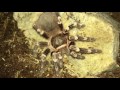 Tarantula Feeding Video #17 ~ Aggressive Geniculata !!!