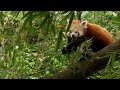 Red Pandas: The Enchanting Guardians of the Himalayas 🐾 #redpanda #animals #cute #funny #trending