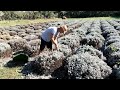 Pruning Lavender in the Fall!