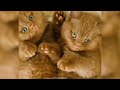 Funny ANIMALS videos 😂 Funniest CATS🐈 and DOGS🐕 2024