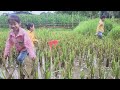 Ly Khang Anh - 17 year old single mother and orphans catch snails, harvest rice