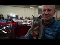 What Really Happens at a Cat Show (San Diego CFA) | The Cat Butler