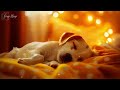 Anti Anxiety Music for Dogs 🐶 Stress Relief Music For Dogs ♬ Calming Music For Dogs