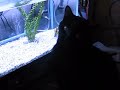 The All Fish Channel