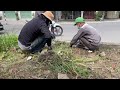 Everyone ignored us cleaning up the overgrown lawn in the middle of a busy intersection