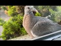 Baby Pigeons Nesting Update UK Wildlife