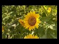 Aspire Sunflower Farm