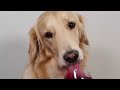 Dog Steak & Wine MUKBANG ASMR /Golden Retriever Food Review