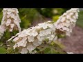 How To Prune All Hydrangea Varieties // Pruning Hydrangeas // Northlawn Flower Farm