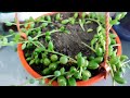 SENECIO HERREIANUS 🍃 propagazione/come curare la pianta #youtubevideo #youtubeshorts #senecio