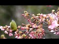 河津桜とメジロ (4K) / Kawazu-zakura cherry blossoms and Japanese White-eye