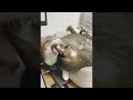 Try Not To Laugh Dogs And Cats 😁 - Funniest Animals Video 2024 ▶1