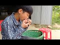 Orphaned boy picking bamboo shoots and figs from the wild to sell