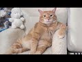 Funny CAT and DOG Videos 2024 will make you Laugh   Funniest Animals Video