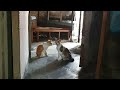 Shy Cats after got caught flirting