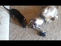 Chihuahua and PitBull playing Tug-O-War