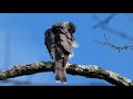 Cooper's hawk call sound & activities | Bird