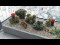 Làm Khay Sen Đá và Xương Rồng Bằng Xi Măng Xốp (Styrofoam Succulent & Cactus Tray)