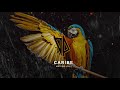 (FREE) instru Dancehall x Major Lazer Instrumental 2018 Moombahton Beats - CARIBE