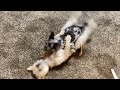 Two dogs having too much fun￼
