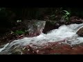 Nature Video - Water Stream & Birdsong Sounds - Sleep,Relaxing River Sounds - Peaceful Forest River