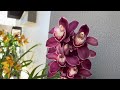 Como cultivar orquídeas em árvore, e atualização de alguns cymbidiuns que plantei direto na terra!🌿