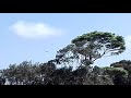 The great hornbill (Buceros bicornis) flying over Bokor Mountain, Cambodia