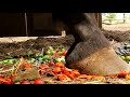 Horses Stepping on Paintballs