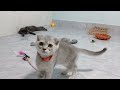 When God sends you a funny cat 🤣 Funniest cat ever 😹Part 14