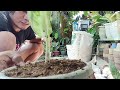 planting a green bowl aglaonema?