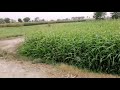Land for sale in Pakistan on YouTube | 15 marly House for sale