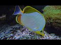4K Underwater Footage🐠Rare & Colorful Sea Life Video - Relaxing Sleep Music