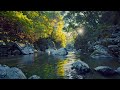 4K Gentle Mountain River at Golden Hour | Relaxing Birdsong | Nature Ambience for Sleep & Meditation