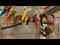 HOW TO SET UP YOUR PARROT'S CAGE | Parrot Cage Setup