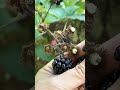 #blackberry harvest #asmr #shorts