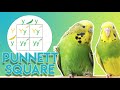 The RAREST Blackface budgie mutation EXISTS! (learn everything about it)