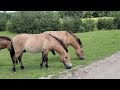 Przewalski's Horses