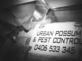 urban possum and pest control