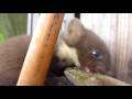 baby pine marten