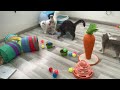 The FUNNIEST Dogs and Cats Shorts Ever 😻🐶 You Laugh You Lose 🤣